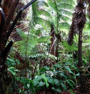 rainforest